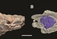 CT scans of ear bones solves snake evolution mystery CT scans of ear bones solves snake evolution mystery