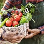What Are Nightshade Vegetables? Exploring Their Varieties, Benefits, and Risks What Are Nightshade Vegetables? Exploring Their Varieties, Benefits, and Risks
