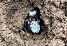 Alarming Discovery Raises Concerns for Bumblebee Health and Survival