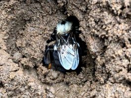 Alarming Discovery Raises Concerns for Bumblebee Health and Survival