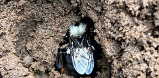 Alarming Discovery Raises Concerns for Bumblebee Health and Survival Alarming Discovery Raises Concerns for Bumblebee Health and Survival