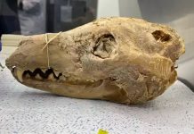 Remarkable Discovery Sparks Hope for Reviving the Extinct Tasmanian Tiger How a ‘putrid’ find in a museum cupboard could be the key to bringing the Tasmanian tiger back to life