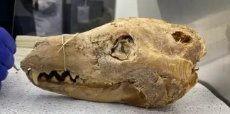 Remarkable Discovery Sparks Hope for Reviving the Extinct Tasmanian Tiger How a ‘putrid’ find in a museum cupboard could be the key to bringing the Tasmanian tiger back to life