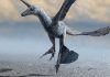 Small Feathered Dinosaurs Used Wings to Run at High Speeds, Study Reveals Small Feathered Dinosaurs Used Wings to Run at High Speeds, Study Reveals