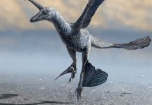 Small Feathered Dinosaurs Used Wings to Run at High Speeds, Study Reveals