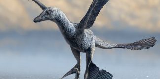Small Feathered Dinosaurs Used Wings to Run at High Speeds, Study Reveals Small Feathered Dinosaurs Used Wings to Run at High Speeds, Study Reveals