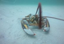 Study Reveals Habitat Shifts and Aging Population of American Lobsters in Maine Study Reveals Habitat Shifts and Aging Population of American Lobsters in Maine