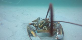 Study Reveals Habitat Shifts and Aging Population of American Lobsters in Maine Study Reveals Habitat Shifts and Aging Population of American Lobsters in Maine