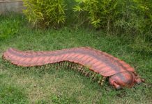 Unveiling the Secrets of Arthropleura: The Ancient Giant of the Earth Unveiling the Secrets of Arthropleura: The Ancient Giant of the Earth