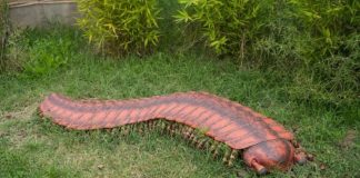Unveiling the Secrets of Arthropleura: The Ancient Giant of the Earth Unveiling the Secrets of Arthropleura: The Ancient Giant of the Earth