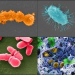 Urban Disinfectant Use Alters Microbial Ecosystems, Raising Health Concerns Urban Disinfectant Use Alters Microbial Ecosystems, Raising Health Concerns