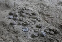 85-Million-Year-Old Dino Eggs Reveal Secrets of Cretaceous Climate 85-Million-Year-Old Dino Eggs Reveal Secrets of Cretaceous Climate