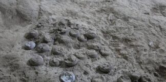 85-Million-Year-Old Dino Eggs Reveal Secrets of Cretaceous Climate 85-Million-Year-Old Dino Eggs Reveal Secrets of Cretaceous Climate