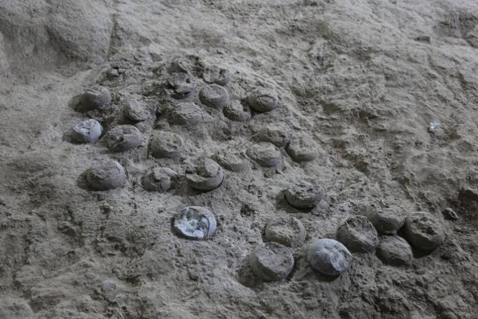 85-Million-Year-Old Dino Eggs Reveal Secrets of Cretaceous Climate