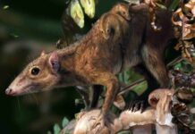 Calgary’s Forgotten Fossils Reveal Mammals That Rose After the Dinosaurs Calgary’s Forgotten Fossils Reveal Mammals That Rose After the Dinosaurs