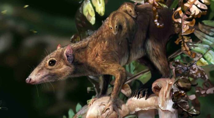 Calgary’s Forgotten Fossils Reveal Mammals That Rose After the Dinosaurs