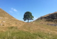 Century-Old Sycamore Gap Tree’s Secrets Revealed Century-Old Sycamore Gap Tree’s Secrets Revealed