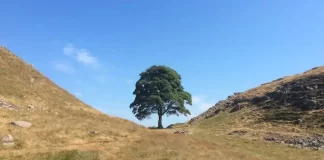 Century-Old Sycamore Gap Tree’s Secrets Revealed Century-Old Sycamore Gap Tree’s Secrets Revealed