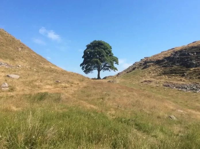 Century-Old Sycamore Gap Tree’s Secrets Revealed