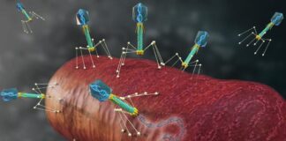 Cracking the Phage Code: RNA Technology Unlocks Bacterial Virus Secrets Cracking the Phage Code: RNA Technology Unlocks Bacterial Virus Secrets