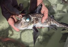 Ghost Sharks Grow Forehead Teeth to Grip Mates, Scientists Discover Ghost Sharks Grow Forehead Teeth to Grip Mates, Scientists Discover