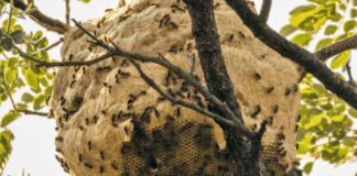 Hidden Invaders: Parasitic Wasps Quietly Colonizing U.S. Oaks Hidden Invaders: Parasitic Wasps Quietly Colonizing U.S. Oaks