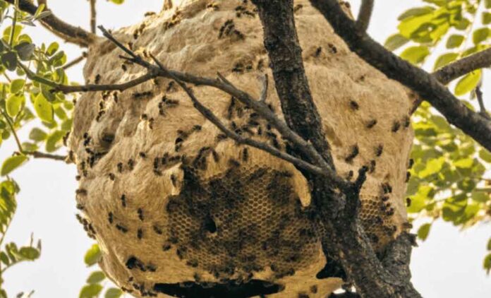 Hidden Invaders: Parasitic Wasps Quietly Colonizing U.S. Oaks