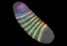 Mechanical Forces as Evolution’s Hidden Architects in Fruit Flies Mechanical Forces as Evolution’s Hidden Architects in Fruit Flies