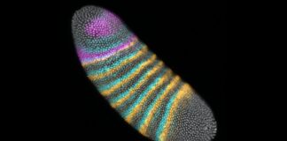 Mechanical Forces as Evolution’s Hidden Architects in Fruit Flies Mechanical Forces as Evolution’s Hidden Architects in Fruit Flies