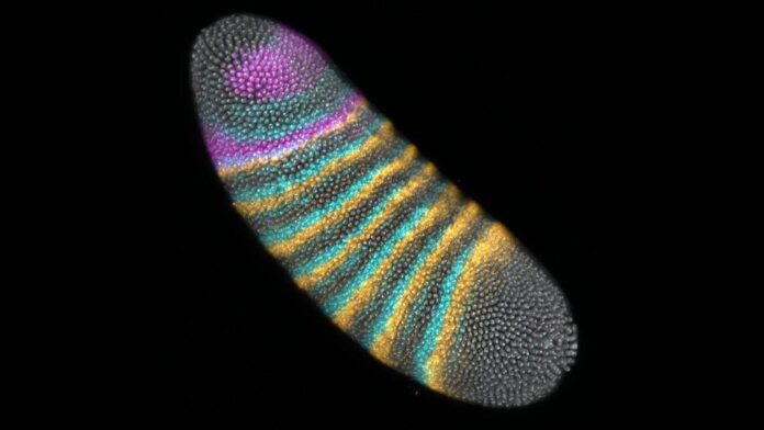 Mechanical Forces as Evolution’s Hidden Architects in Fruit Flies Mechanical Forces as Evolution’s Hidden Architects in Fruit Flies
