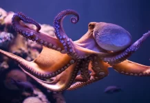 Octopus Arms Uncovered: How the Ocean’s Shape-Shifters Master Every Move Octopus Arms Uncovered: How the Ocean’s Shape-Shifters Master Every Move