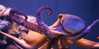 Octopus Arms Uncovered: How the Ocean’s Shape-Shifters Master Every Move Octopus Arms Uncovered: How the Ocean’s Shape-Shifters Master Every Move