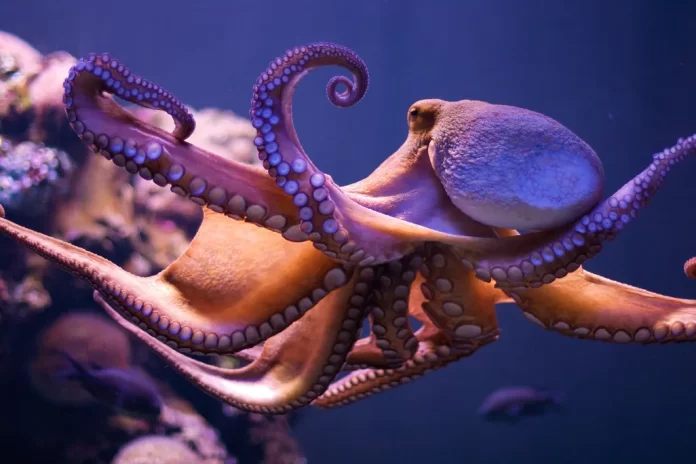 Octopus Arms Uncovered: How the Ocean’s Shape-Shifters Master Every Move