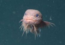 Pink Blobs and Black Shadows: The Hidden World of Newly Discovered Snailfish Pink Blobs and Black Shadows: The Hidden World of Newly Discovered Snailfish