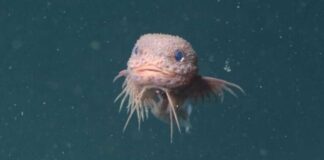 Pink Blobs and Black Shadows: The Hidden World of Newly Discovered Snailfish Pink Blobs and Black Shadows: The Hidden World of Newly Discovered Snailfish