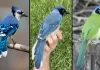 Rare Blue-and-Green Hybrid Jay in Texas Born from Lineages Split 7 Million Years Ago Rare Blue-and-Green Hybrid Jay in Texas Born from Lineages Split 7 Million Years Ago
