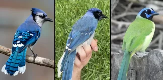 Rare Blue-and-Green Hybrid Jay in Texas Born from Lineages Split 7 Million Years Ago Rare Blue-and-Green Hybrid Jay in Texas Born from Lineages Split 7 Million Years Ago
