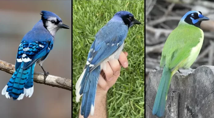Rare Blue-and-Green Hybrid Jay in Texas Born from Lineages Split 7 Million Years Ago Rare Blue-and-Green Hybrid Jay in Texas Born from Lineages Split 7 Million Years Ago