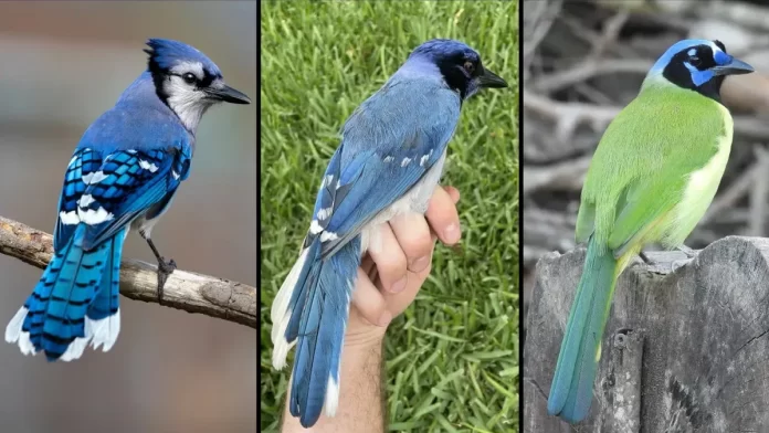 Rare Blue-and-Green Hybrid Jay in Texas Born from Lineages Split 7 Million Years Ago