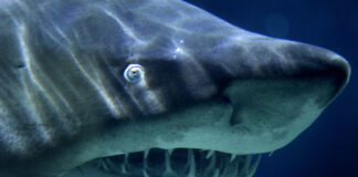 Surfer tragically killed in attack by ‘large shark’ off northern Sydney beach Surfer tragically killed in attack by ‘large shark’ off northern Sydney beach
