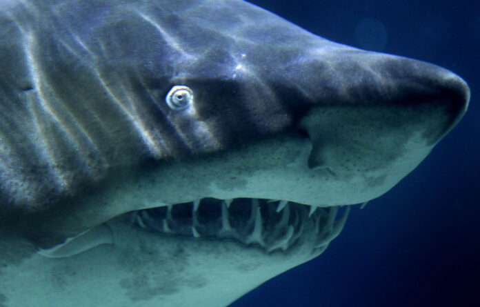 Surfer tragically killed in attack by ‘large shark’ off northern Sydney beach Surfer tragically killed in attack by ‘large shark’ off northern Sydney beach