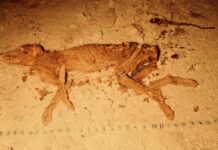 The Nullarbor’s Ghost: A New Bettong Emerges from Fossils The Nullarbor’s Ghost: A New Bettong Emerges from Fossils