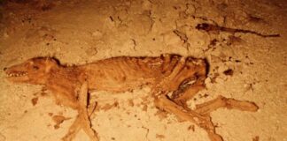 The Nullarbor’s Ghost: A New Bettong Emerges from Fossils The Nullarbor’s Ghost: A New Bettong Emerges from Fossils