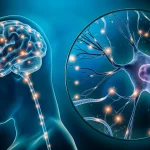 The Protein Sabotaging Your Memory—and How Science Fights Back The Protein Sabotaging Your Memory—and How Science Fights Back