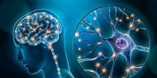 The Protein Sabotaging Your Memory—and How Science Fights Back The Protein Sabotaging Your Memory—and How Science Fights Back