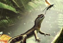 Tiny Fossil, Big Rethink: Devon Discovery Rewrites Lizard Origins Tiny Fossil, Big Rethink: Devon Discovery Rewrites Lizard Origins