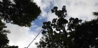 Vanishing Giants of the Micro World Vanishing Giants of the Micro World