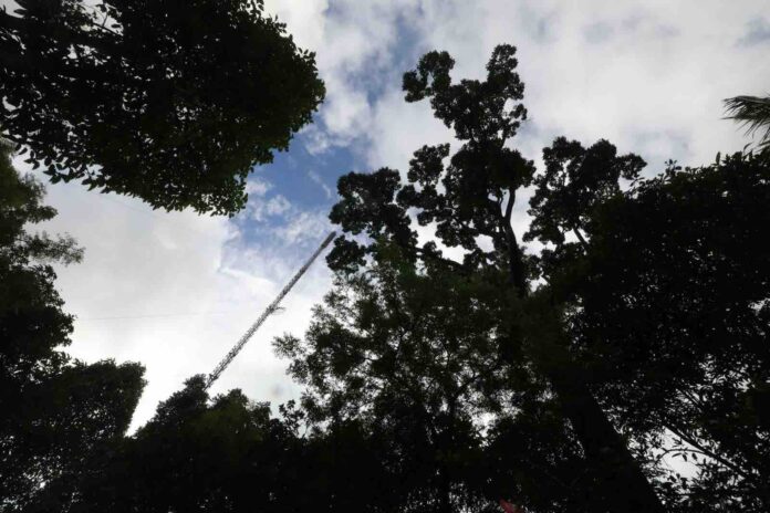 Vanishing Giants of the Micro World Vanishing Giants of the Micro World