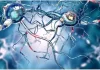 Breakthrough Bioelectronic Interface Could Transform Long-Term Vagus Nerve Therapy Breakthrough Bioelectronic Interface Could Transform Long-Term Vagus Nerve Therapy