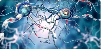 Breakthrough Bioelectronic Interface Could Transform Long-Term Vagus Nerve Therapy Breakthrough Bioelectronic Interface Could Transform Long-Term Vagus Nerve Therapy
